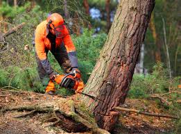 Best Tree Cabling and Bracing  in Cusseta, GA