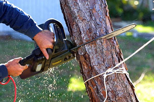 Best Lawn Irrigation Installation and Maintenance  in Cusseta, GA