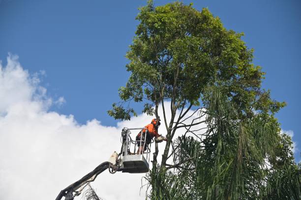 Best Arborist Consultation Services  in Cusseta, GA