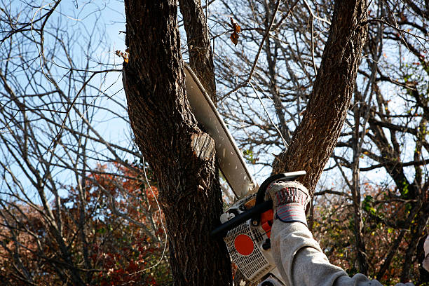 Best Lawn Pest Prevention  in Cusseta, GA