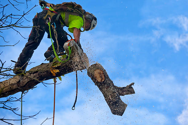 How Our Tree Care Process Works  in  Cusseta, GA