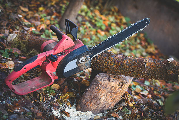 Best Firewood Processing and Delivery  in Cusseta, GA
