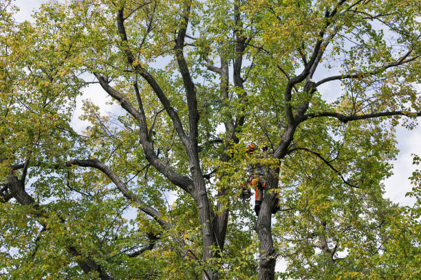 Best Tree Trimming and Pruning  in Cusseta, GA